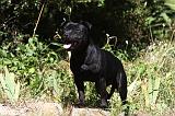 STAFFIE 374
